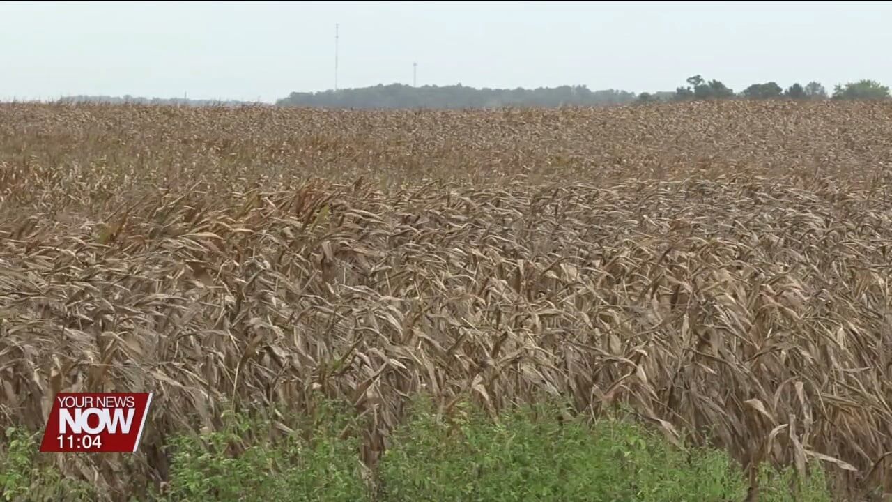 Drought in Auglaize County: how agriculture has been impacted